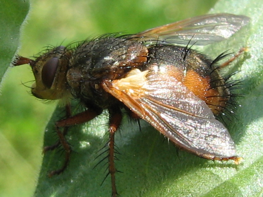 Tachina fera - közönséges fürkészlégy