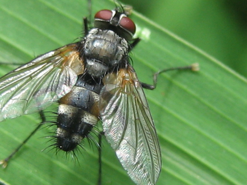 Thelaira nigripes