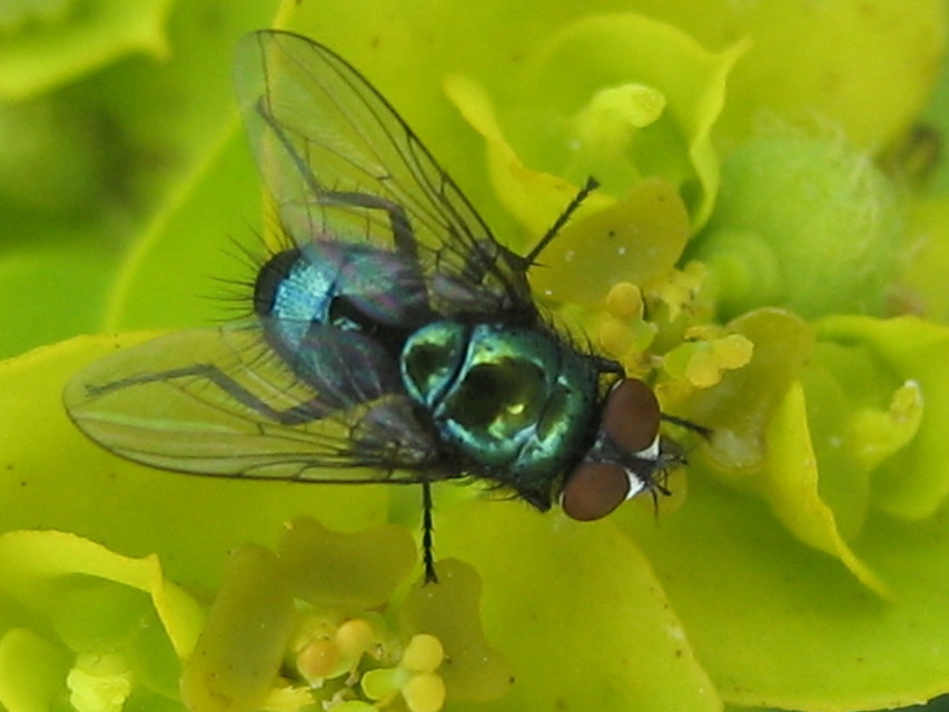 Lucilia