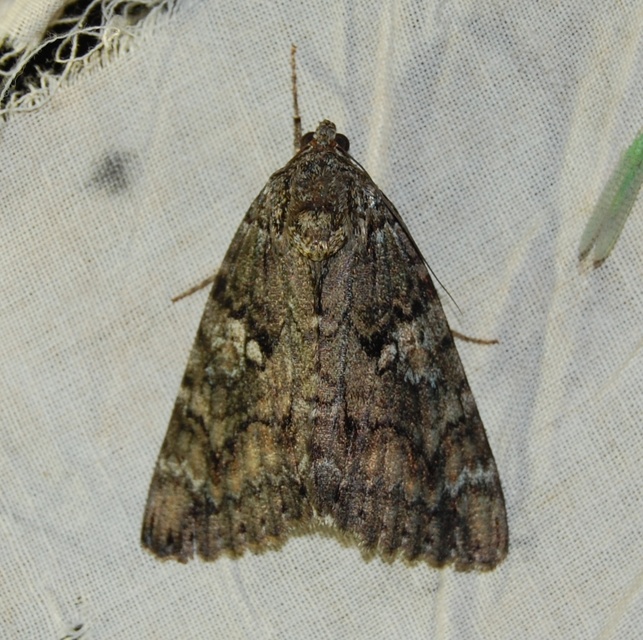 Catocala sponsa - tölgyfa-övesbagoly