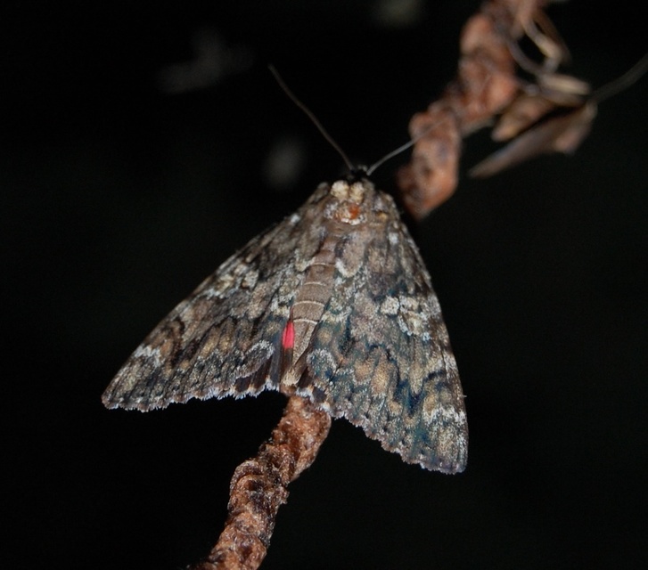 Catocala sponsa - tölgyfa-övesbagoly