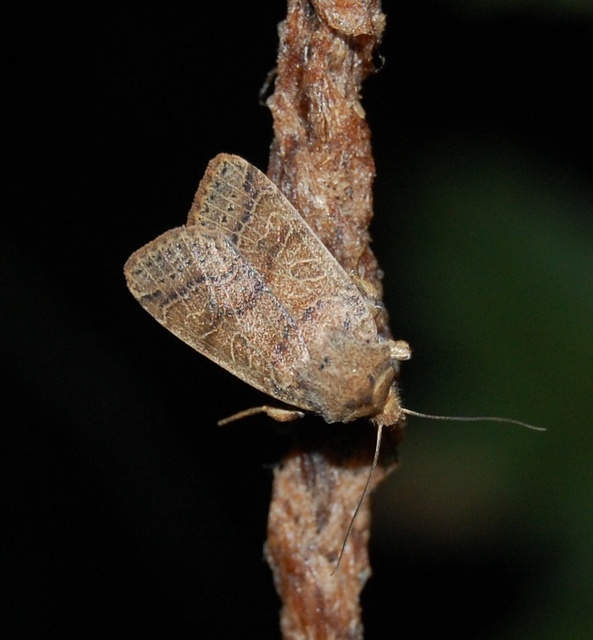 Anchoscelis nitida - rozsdabarna őszibagoly