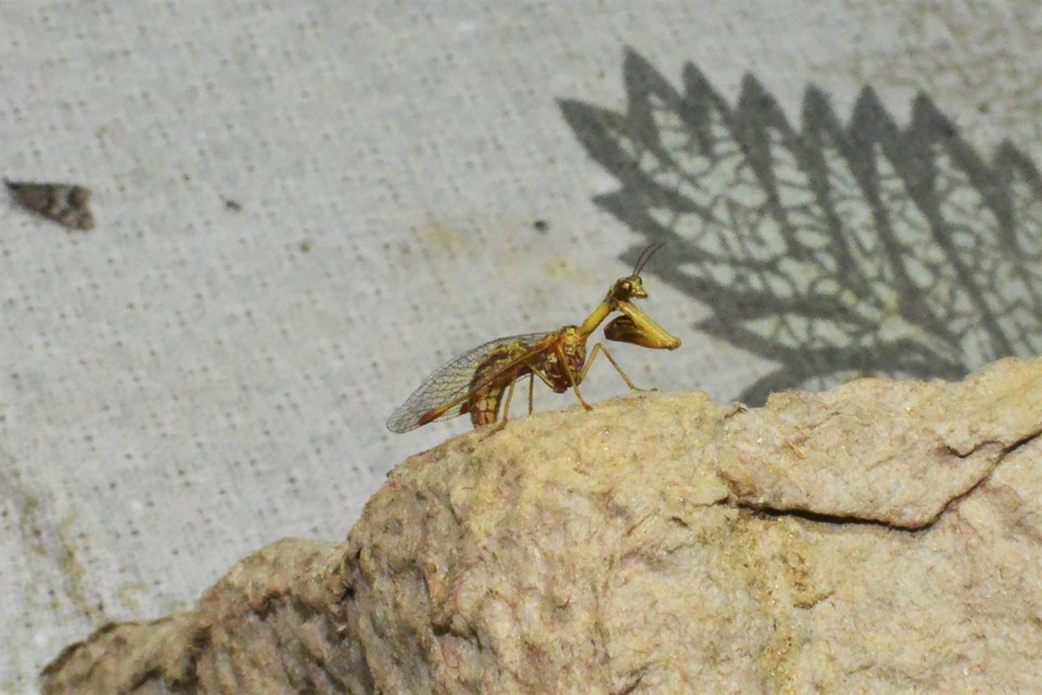 Mantispa styriaca - kétszínű fogólábú-fátyolka