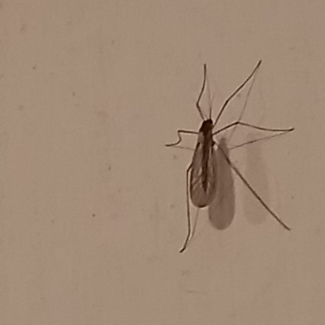 Trichocera