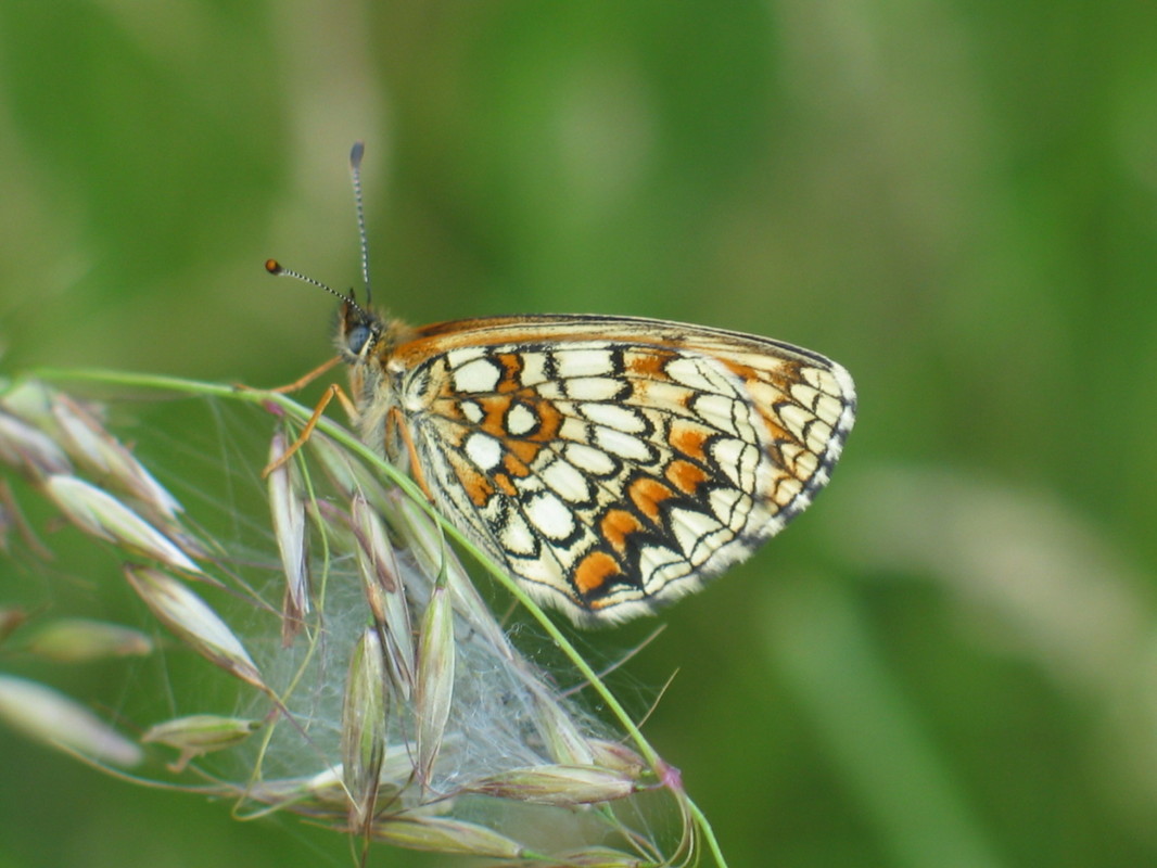 Melitaea athalia - közönséges tarkalepke