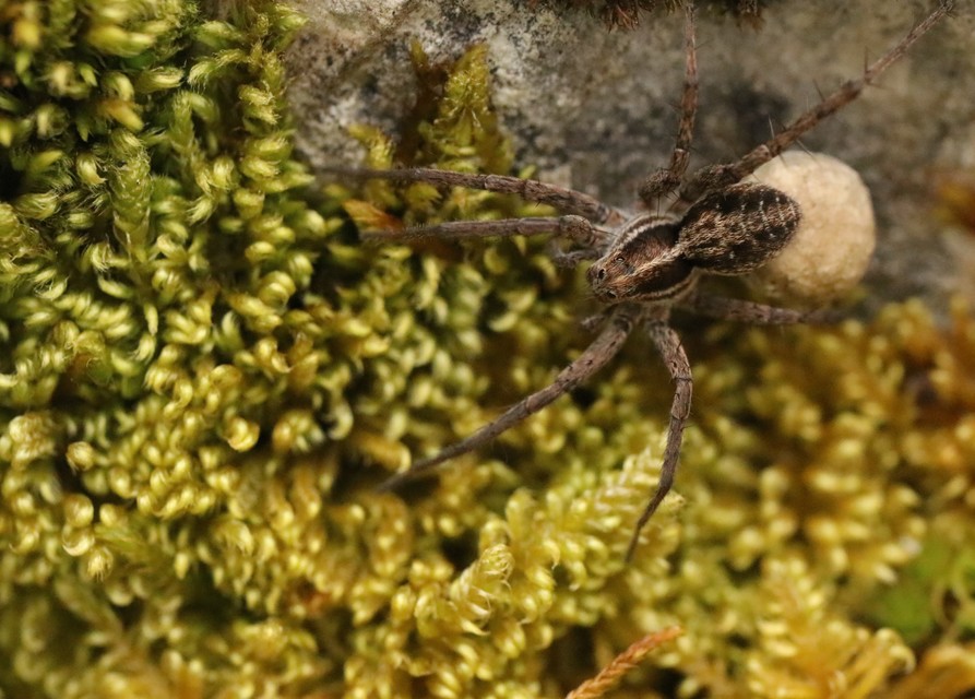 Pardosa