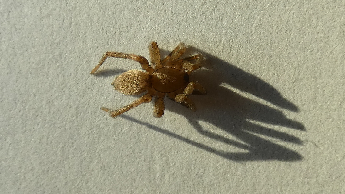 Drassodes/Drassodex