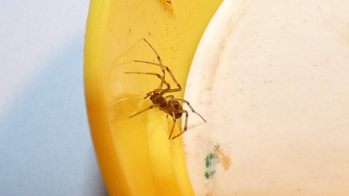 Steatoda triangulosa - háromszöges faggyúpók