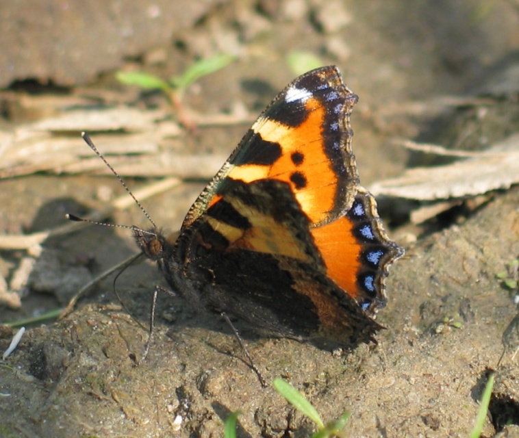 Nymphalis urticae - kis rókalepke