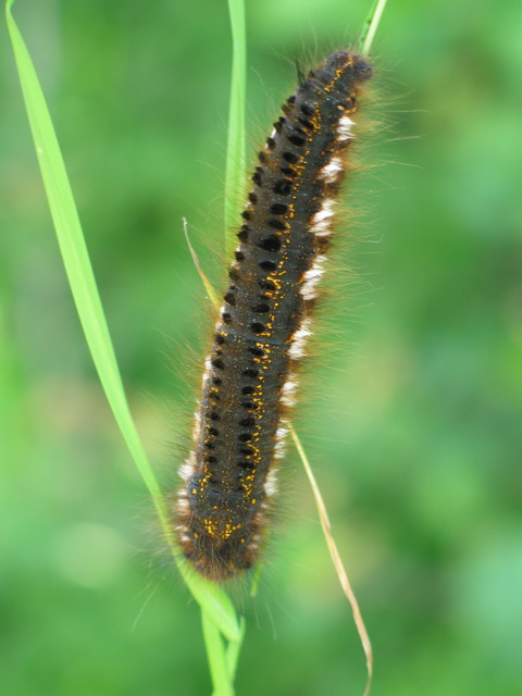 Euthrix potatoria - szomjas pohók