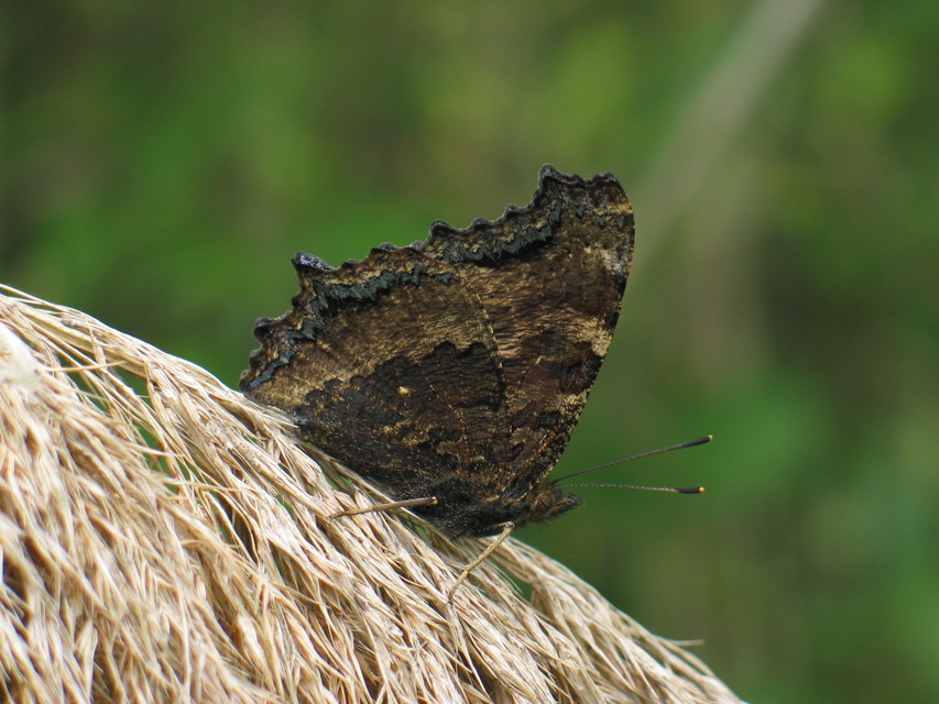 Nymphalis xanthomelas - vörös rókalepke