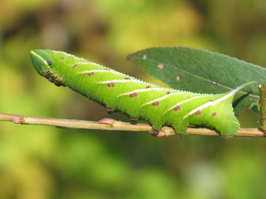 Smerinthus ocellatus - esti pávaszem