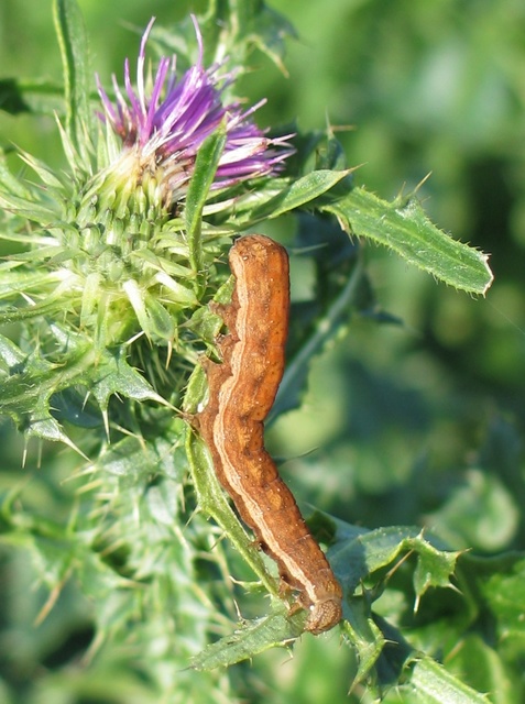 Dypterygia scabriuscula - szurokbarna nyáribagoly