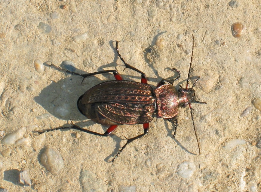 Carabus cancellatus - ragyás futrinka