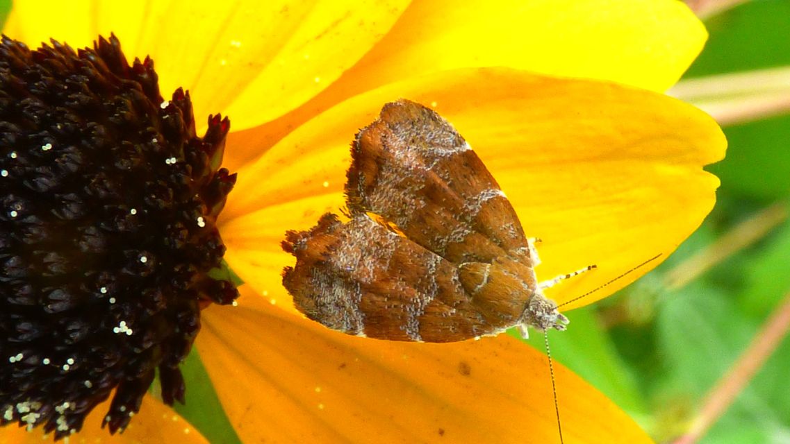 Choreutis nemorana - füge-levélmoly