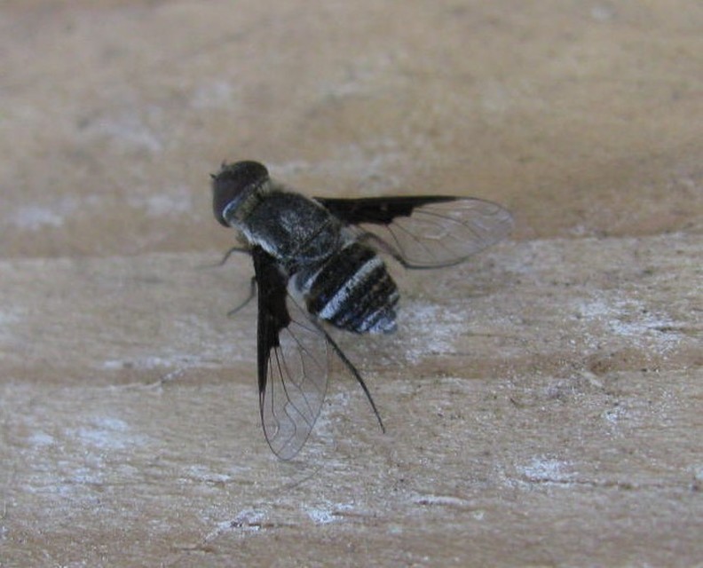 Exhyalanthrax afer