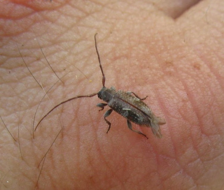 Exocentrus adspersus - tölgyfa-rőzsecincér