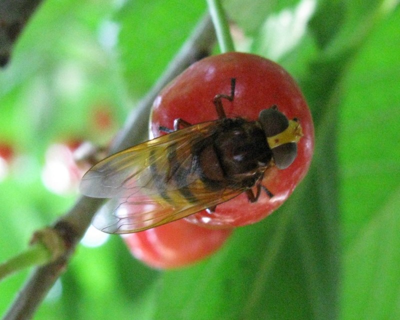 Volucella zonaria - kétöves pihelégy