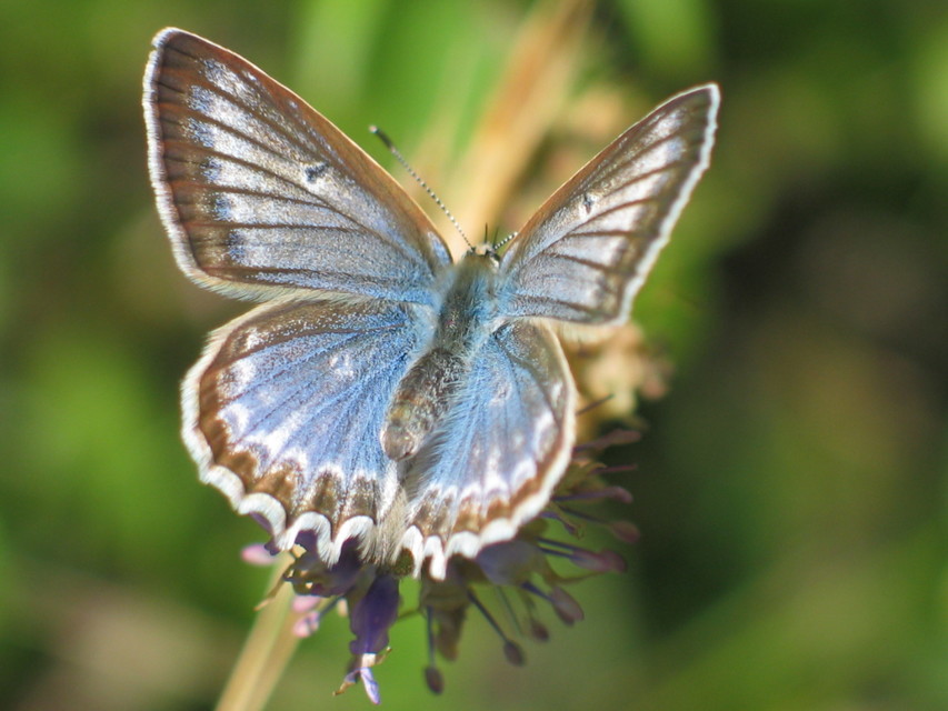 Polyommatus daphnis - csipkés boglárka