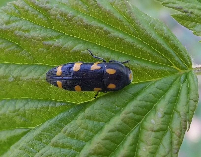 Ptosima undecimmaculata - sárgafoltos díszbogár