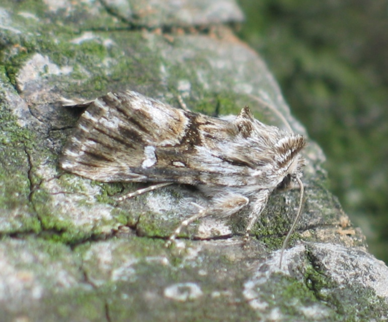 Calophasia lunula - gyújtoványfű-apróbagoly