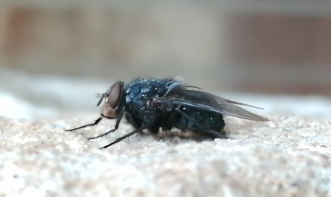 Calliphora vicina - kék dongólégy