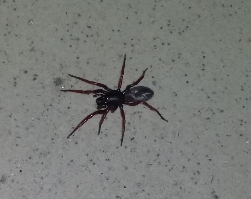 Dysdera