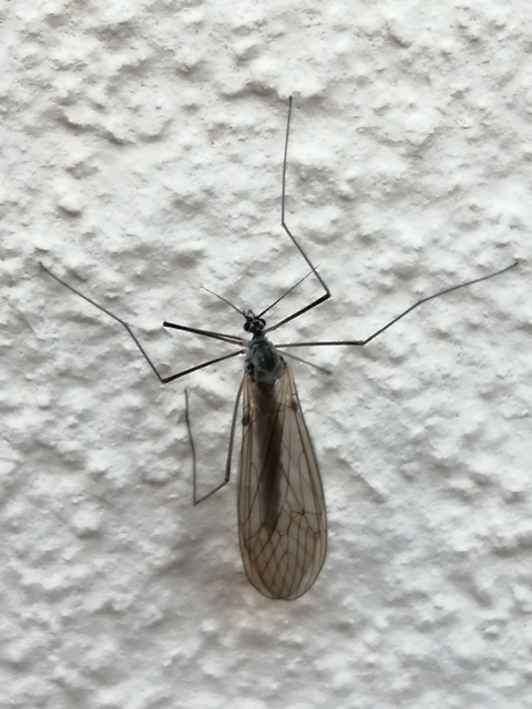 Trichocera