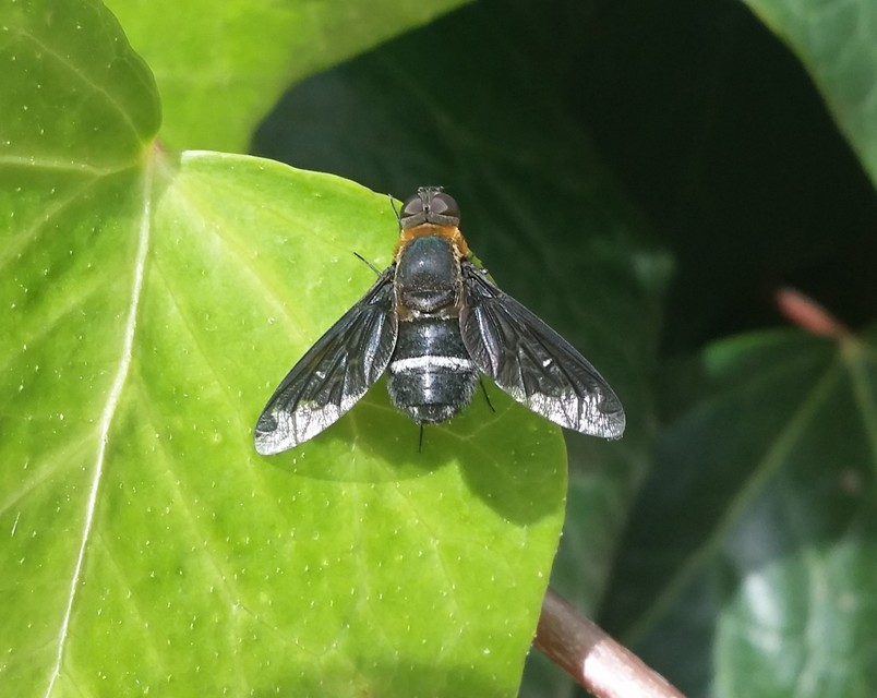 Hemipenthes velutina - bársonyos gyászlégy