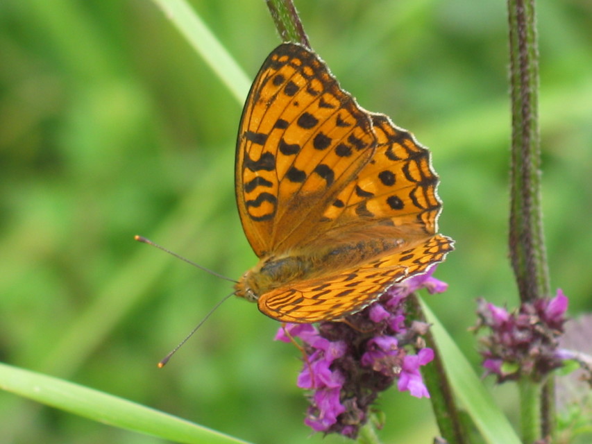 Argynnis adippe - ezüstös gyöngyházlepke