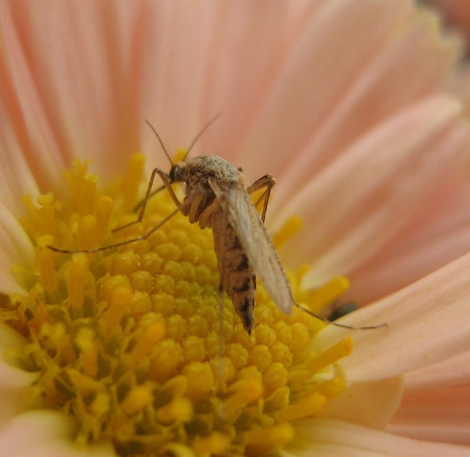 Culicidae - csípőszúnyogok