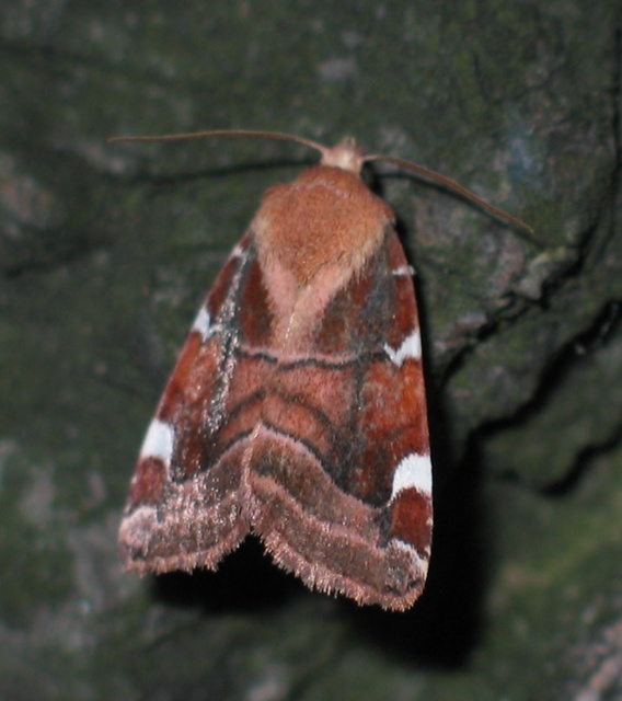 Cosmia diffinis - szilfa-lombbagoly