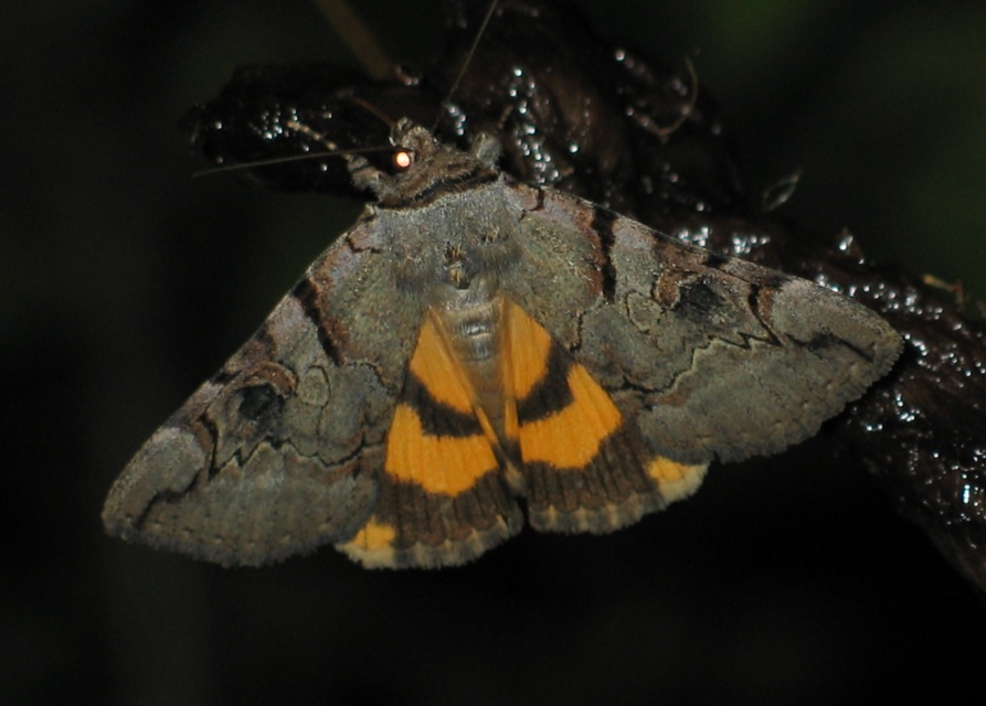 Catocala hymenaea - kökény-övesbagoly