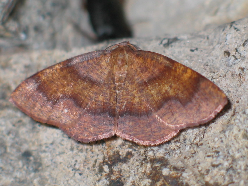 Plagodis pulveraria - szemcsés araszoló