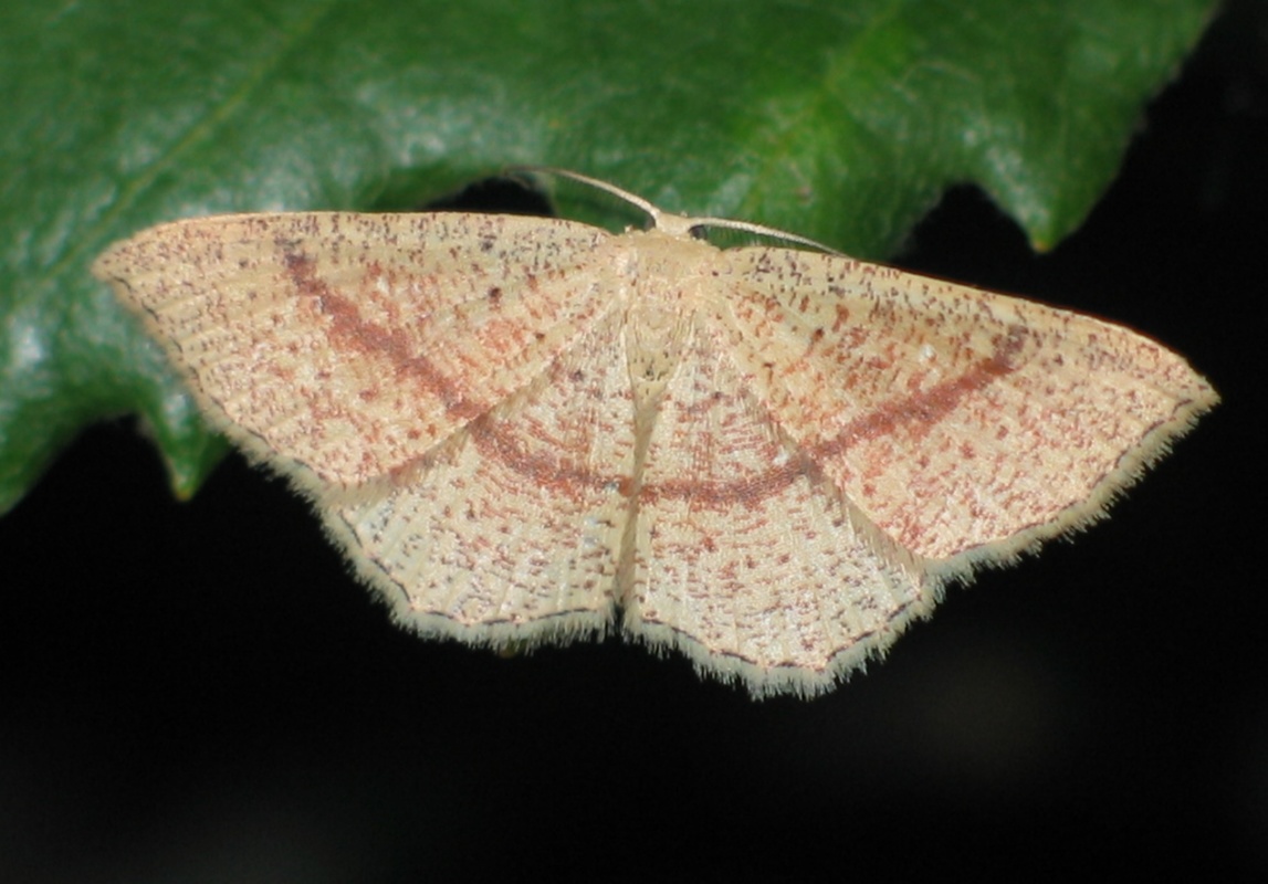 Cyclophora quercimontaria - tölgy-pettyesaraszoló