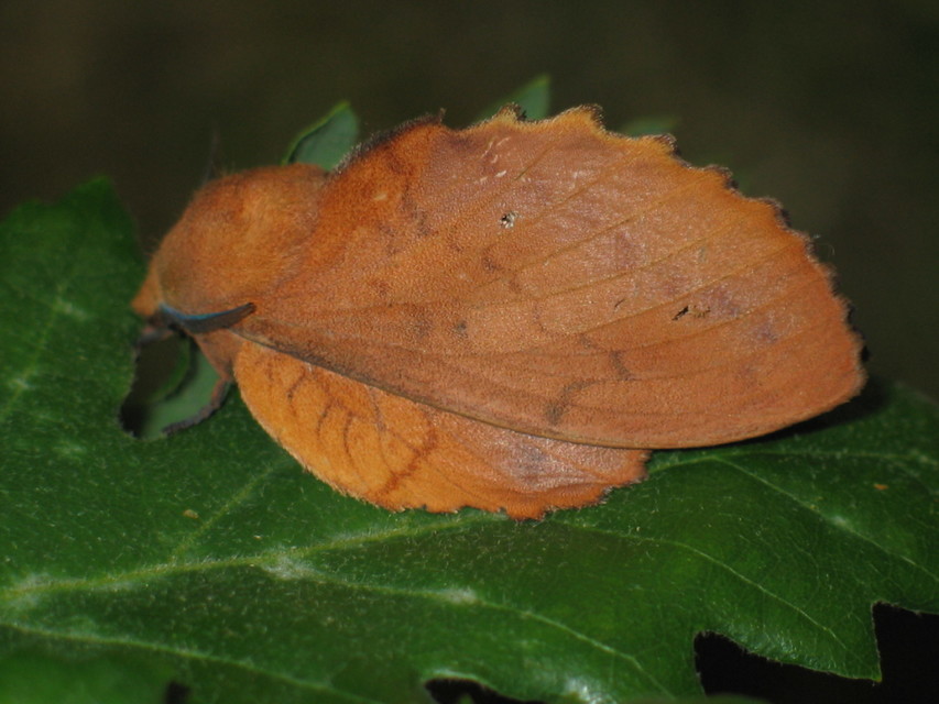 Gastropacha quercifolia - tölgylevélpohók