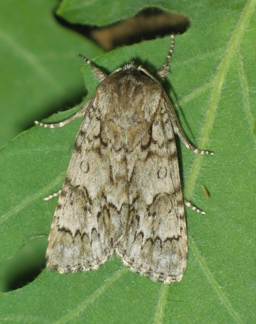Acronicta auricoma - aranyos szigonyosbagoly