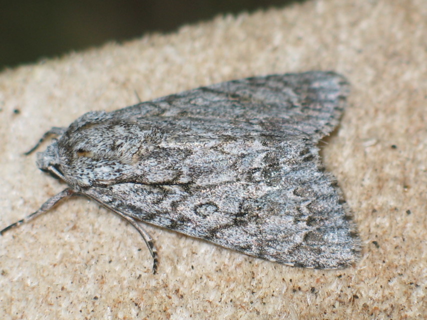 Acronicta aceris - vadgesztenye-szigonyosbagoly