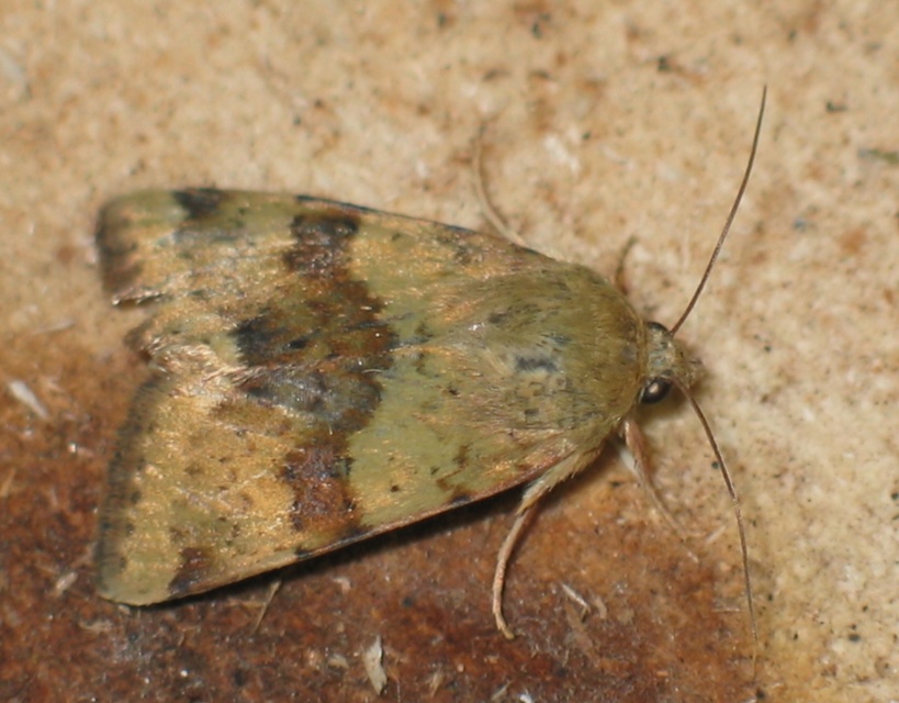 Heliothis viriplaca - mácsonyabagoly