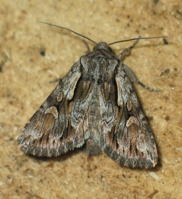 Chloantha hyperici - orbáncfű-sugarasbagoly