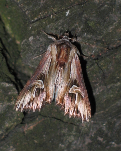 Actinotia polyodon - nagy sugarasbagoly