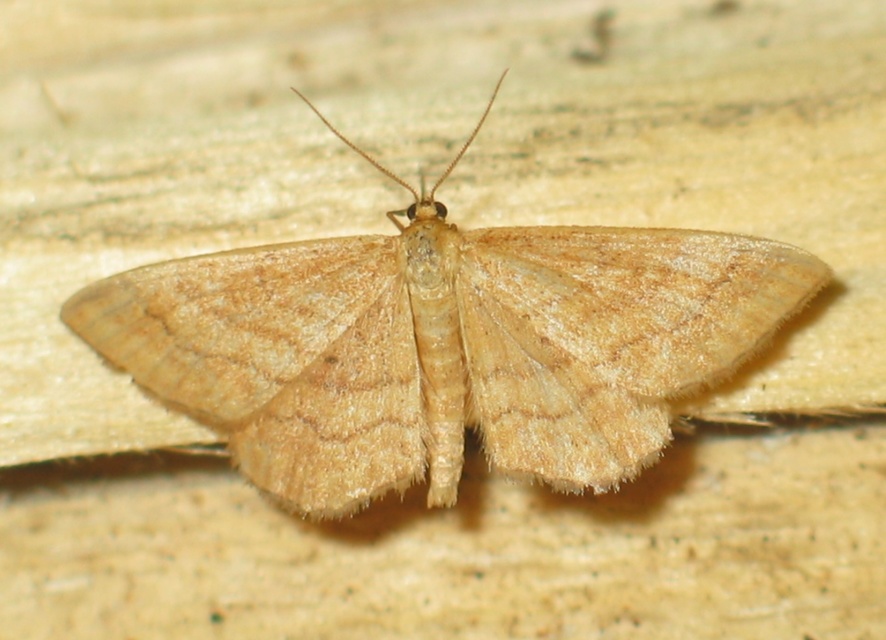 Idaea rufaria - vörhenyes sávosaraszoló