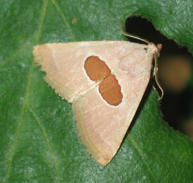 Calymma communimacula - pajzstetűfaló bagoly