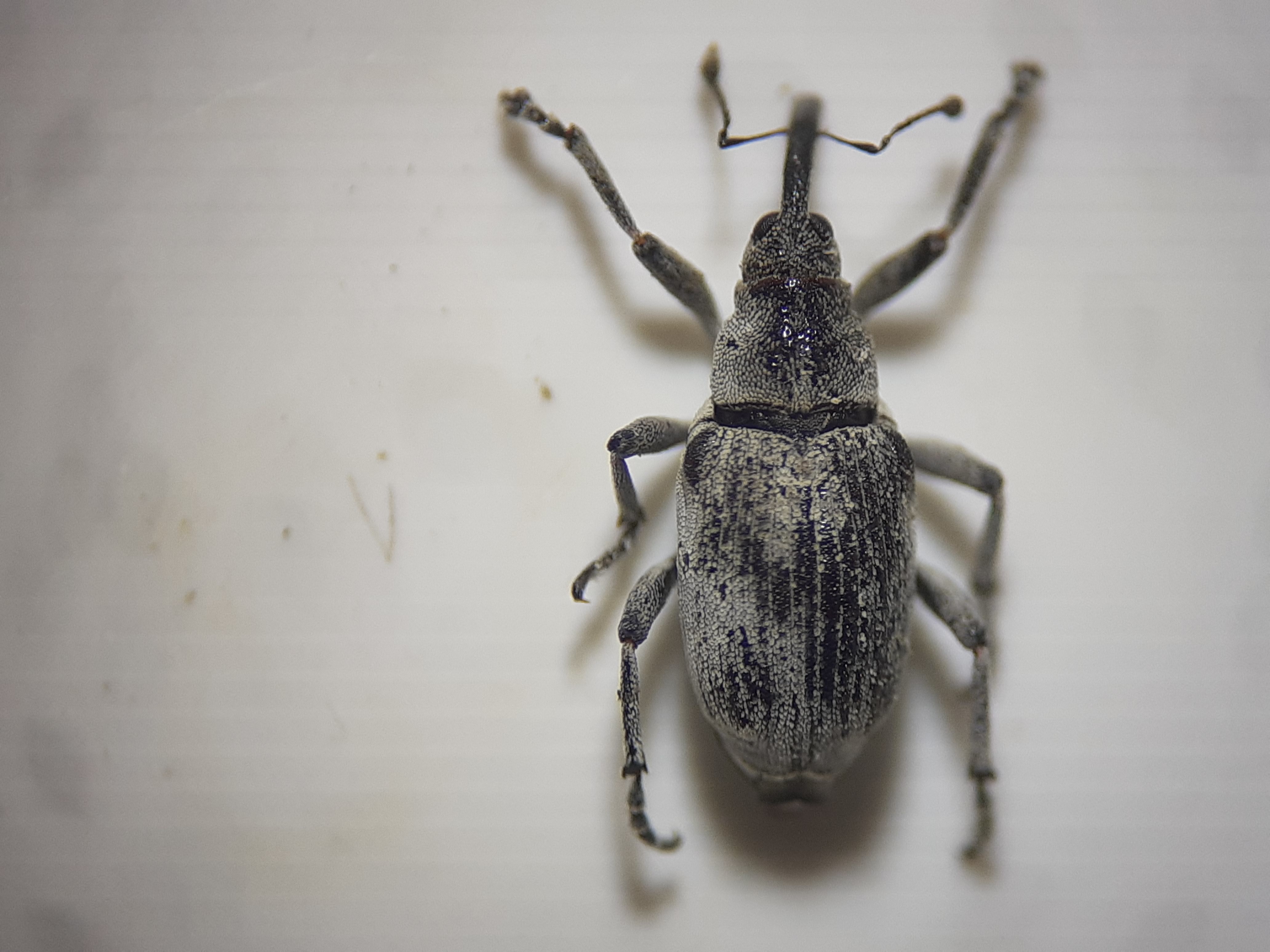 Poophagus sisymbrii - hamvas kányafűormányos