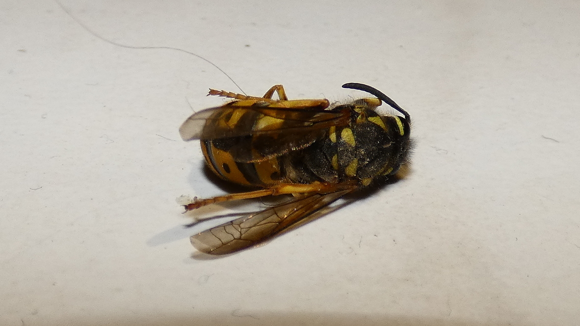 Vespula germanica - német darázs