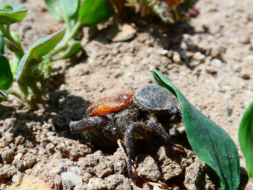 Anisoplia austriaca - osztrák szipoly