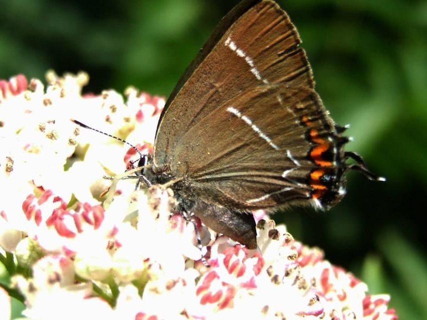 Satyrium w-album - szilfa-csücsköslepke
