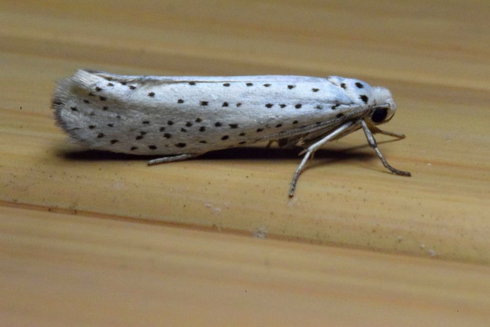 Yponomeuta evonymella - pókhálós májusfamoly
