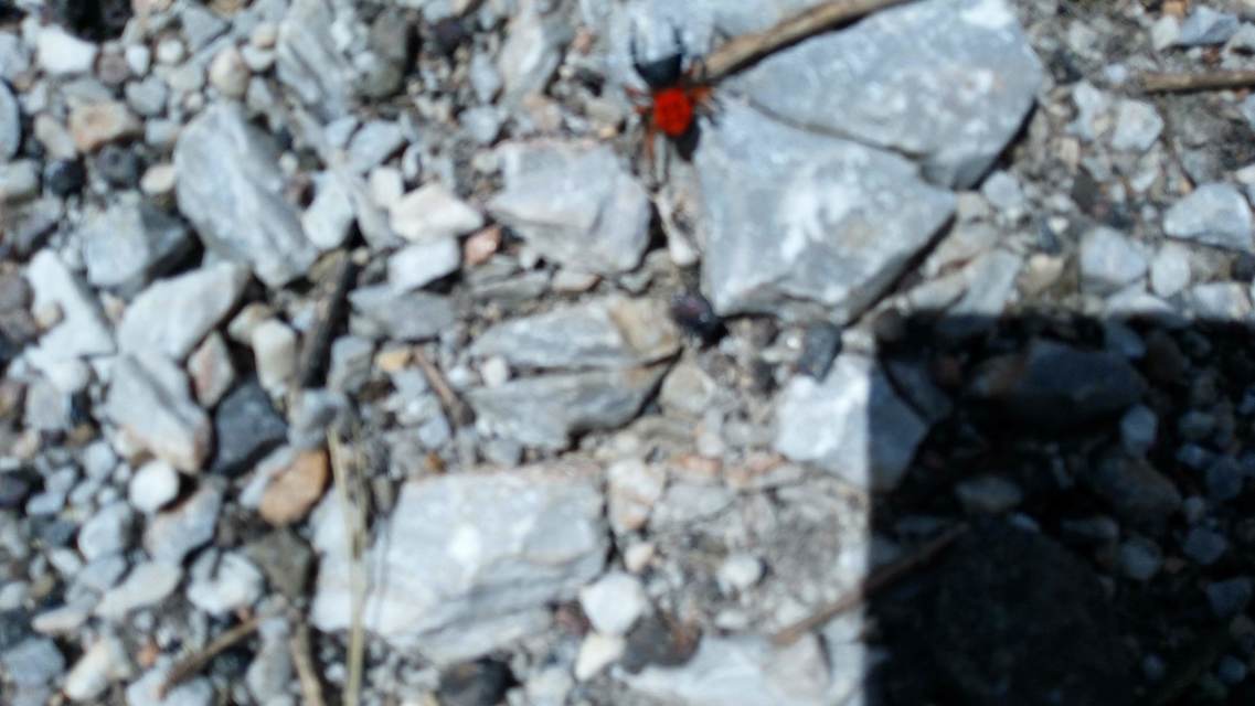 Eresus moravicus - sárgafejű bikapók Eresus moravicus - sárgafejű bikapók