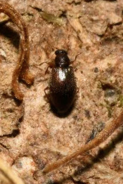 Corticariinae Corticariinae